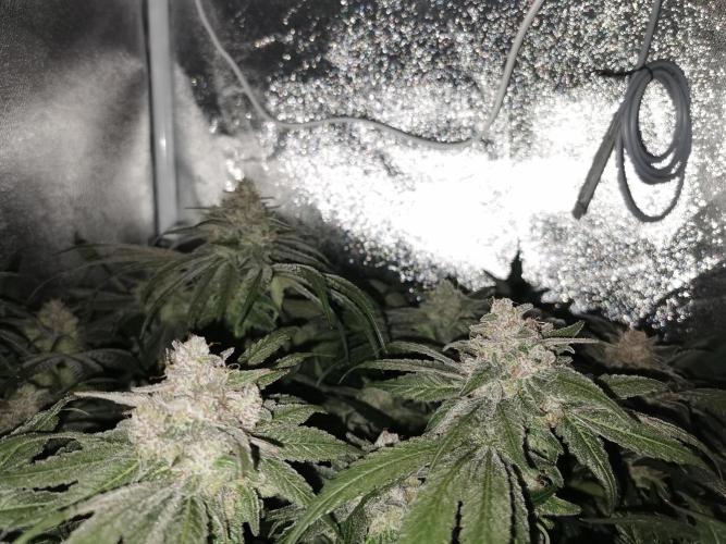 Apple Fritter Coco Grow. Week 16