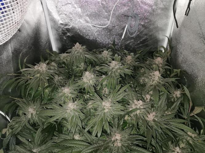Apple Fritter Coco Grow. Week 17