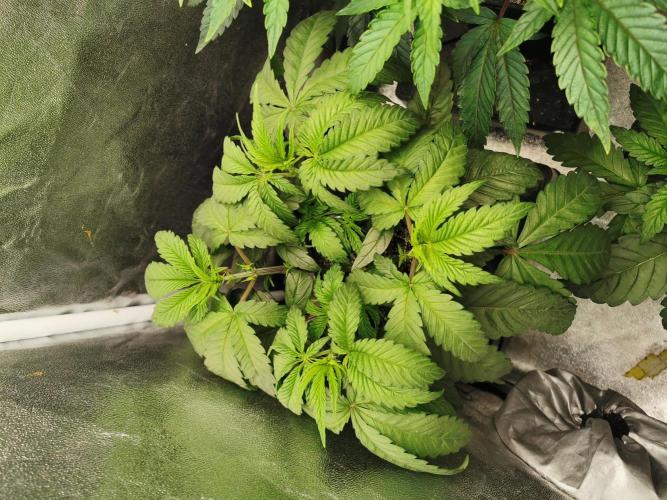 The White Sweet Candy OG / SSSC. Week 4