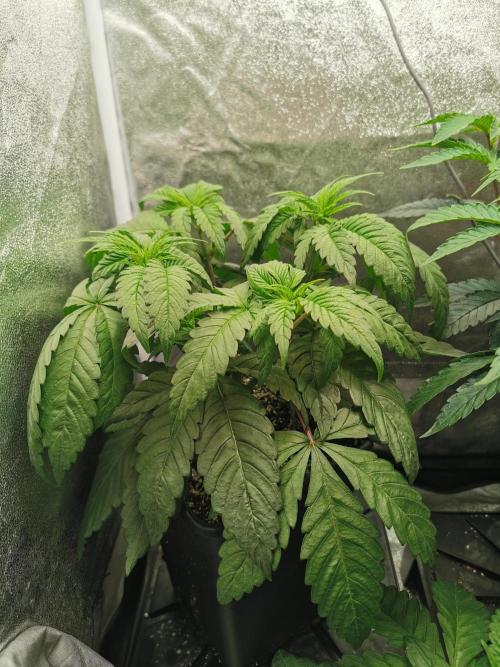The White Sweet Candy OG / SSSC. Week 4