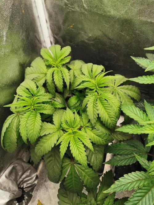 The White Sweet Candy OG / SSSC. Week 4