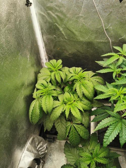 The White Sweet Candy OG . Week 4