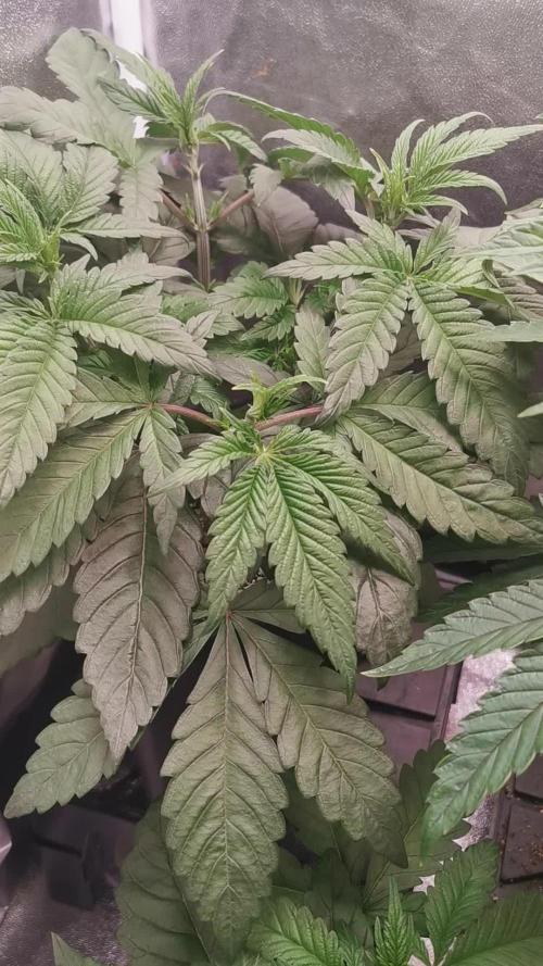 The White Sweet Candy OG . Week 4