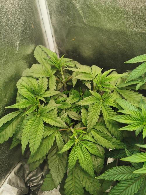 The White Sweet Candy OG . Week 4