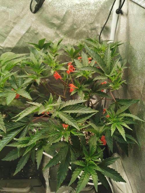 Zkittlez/The Original Z (TerpHogz Cut). Week 5