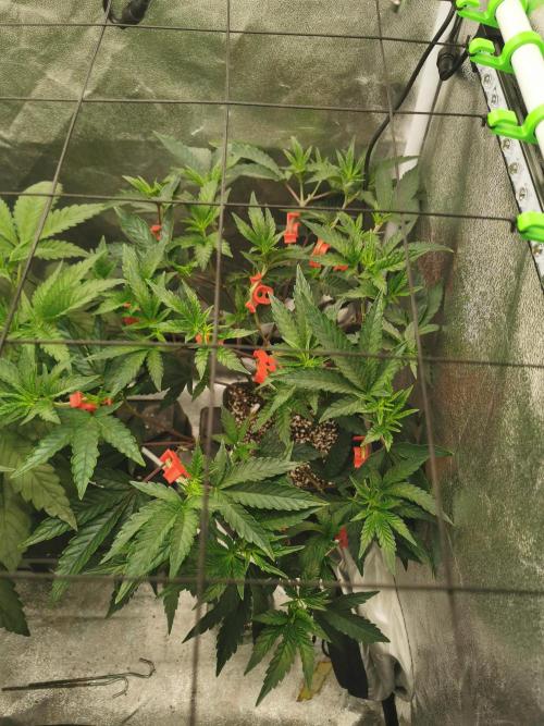 Zkittlez/The Original Z (TerpHogz Cut). Week 5