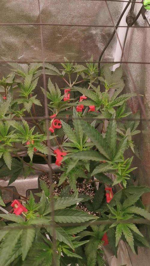 Zkittlez/The Original Z (TerpHogz Cut)