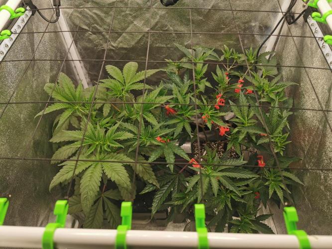 Zkittlez. Week 5