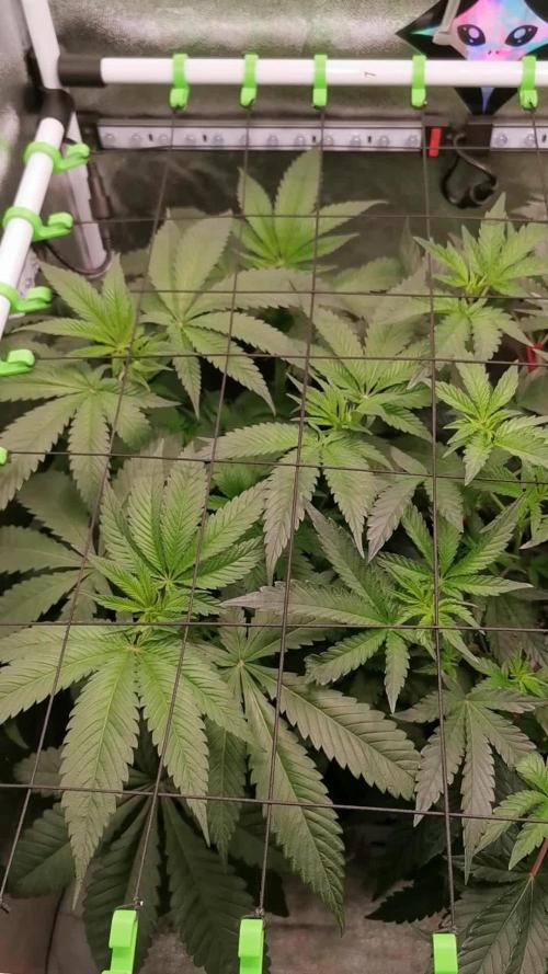 The White Sweet Candy OG / SSSC