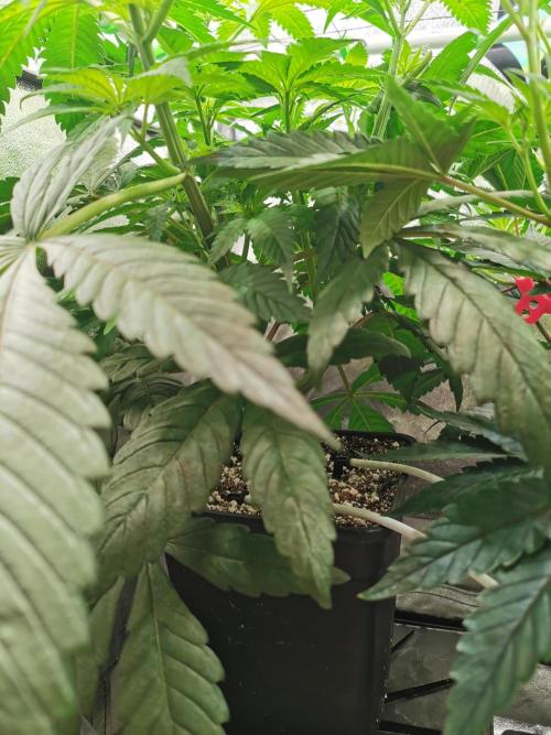 The White Sweet Candy OG / SSSC. Week 5