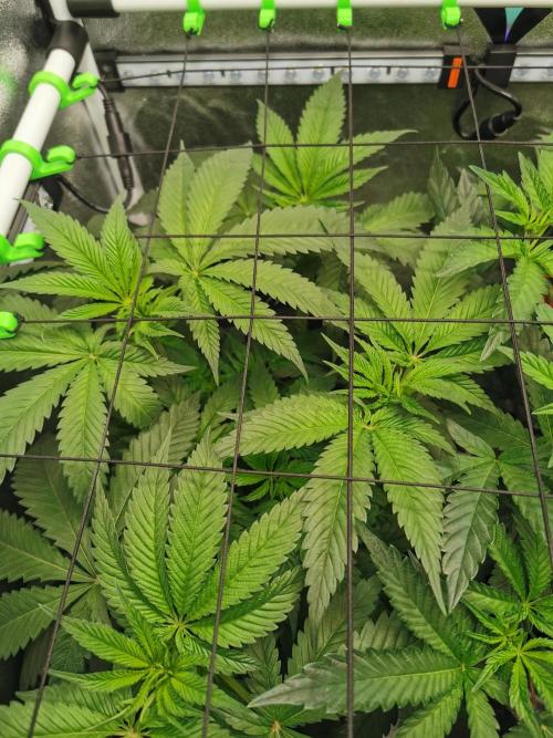 The White Sweet Candy OG / SSSC. Week 5