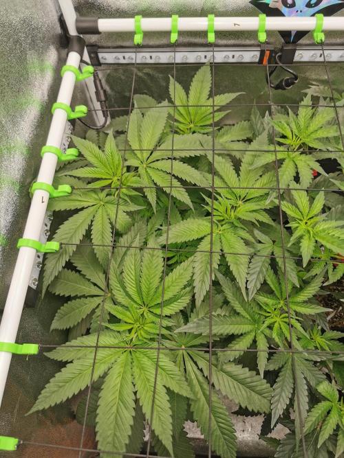 The White Sweet Candy OG / SSSC. Week 5