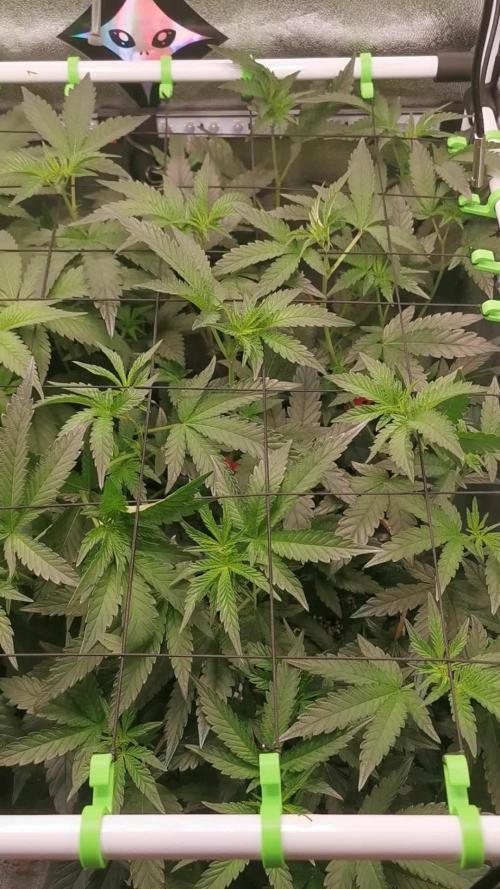 Zkittlez/The Original Z (TerpHogz Cut)