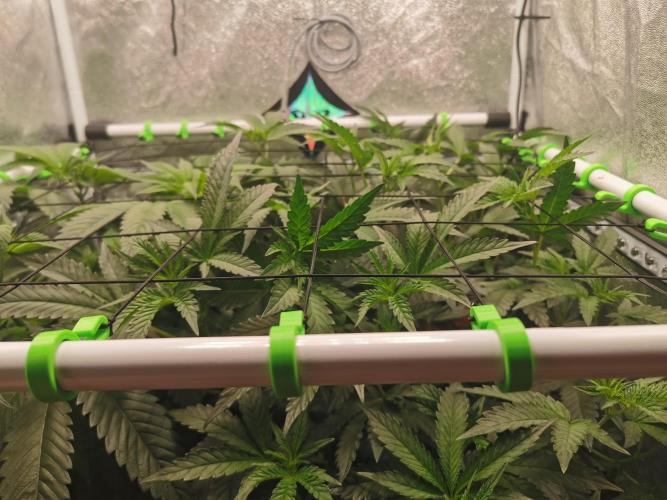 Zkittlez/The Original Z (TerpHogz Cut). Week 6