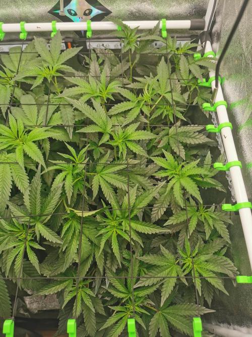 Zkittlez. Week 6