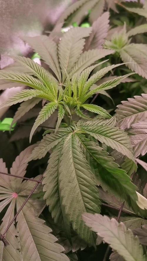 The White Sweet Candy OG / SSSC