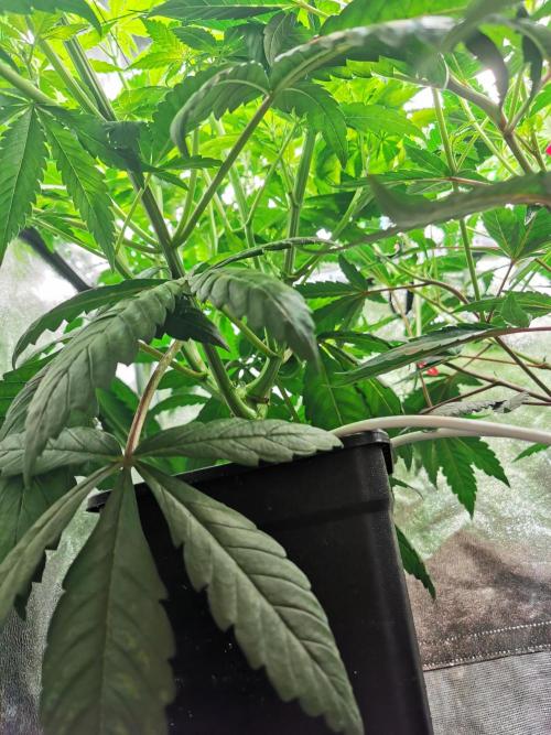 The White Sweet Candy OG / SSSC. Week 6