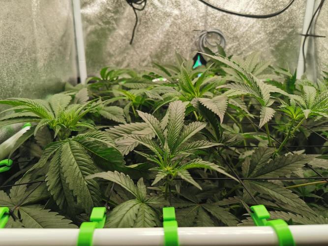 The White Sweet Candy OG / SSSC. Week 6