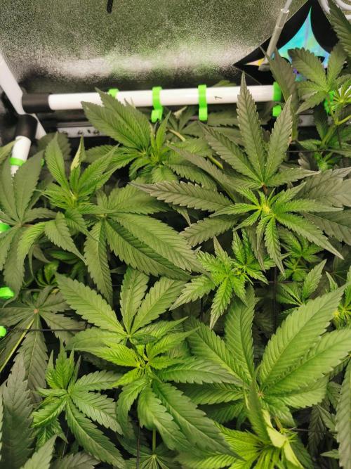 The White Sweet Candy OG / SSSC. Week 6