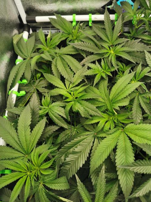 The White Sweet Candy OG / SSSC. Week 6
