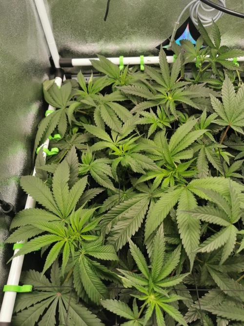 The White Sweet Candy OG / SSSC. Week 6