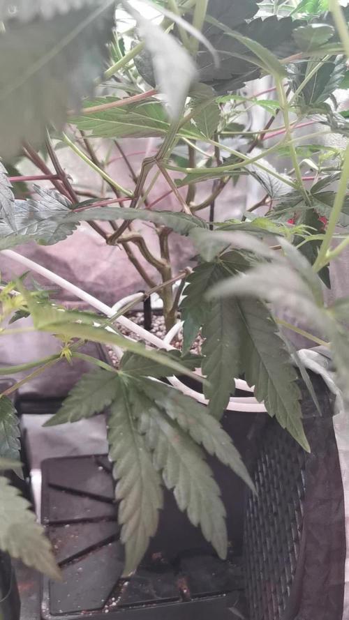 Zkittlez/The Original Z (TerpHogz Cut)