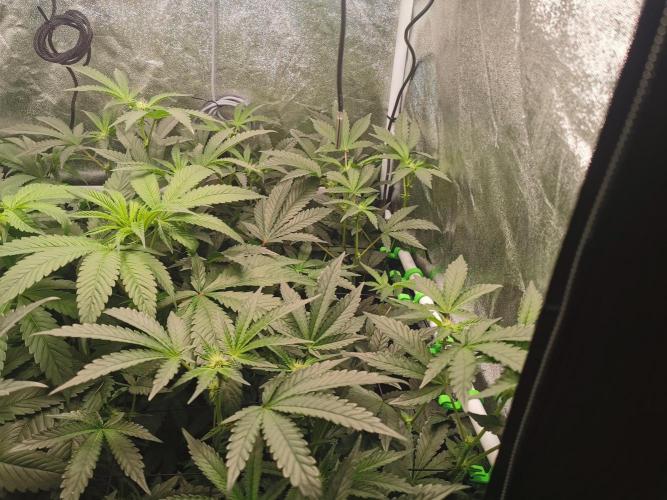 Zkittlez/The Original Z (TerpHogz Cut). Week 7