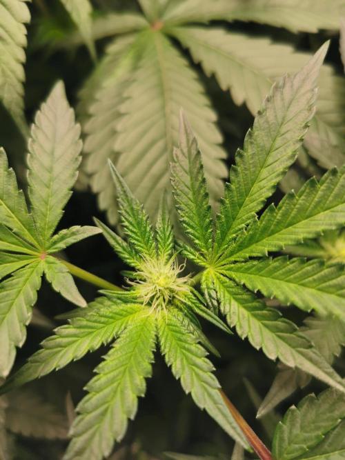 Zkittlez/The Original Z (TerpHogz Cut). Week 7
