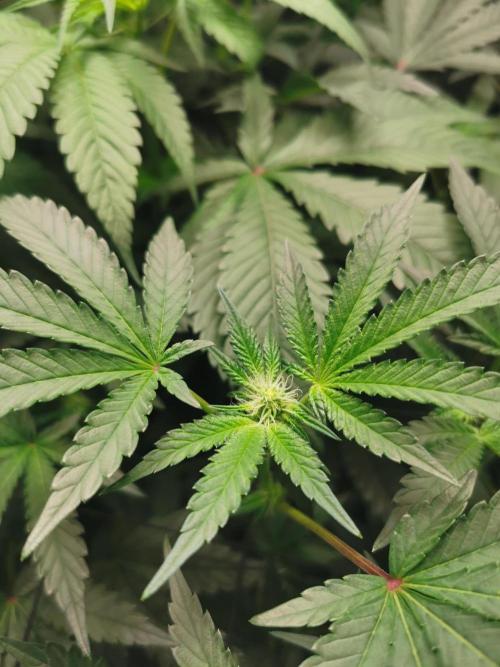 Zkittlez/The Original Z (TerpHogz Cut). Week 7