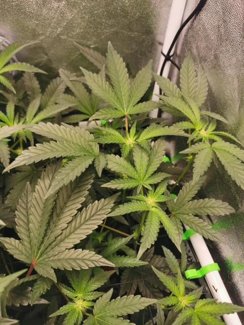 Zkittlez/The Original Z (TerpHogz Cut). Week 7