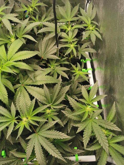 Zkittlez. Week 7