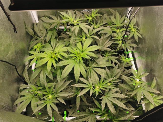 Zkittlez/The Original Z (TerpHogz Cut). Week 7