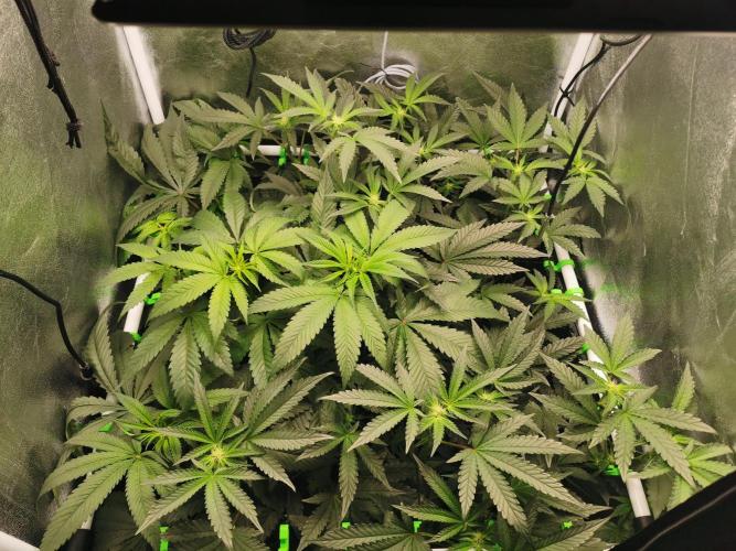 Zkittlez/The Original Z (TerpHogz Cut). Week 7