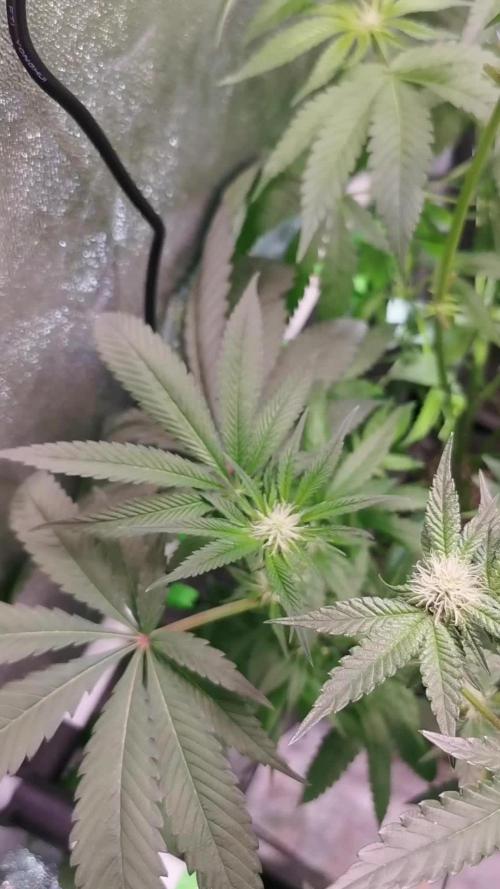 The White Sweet Candy OG / SSSC