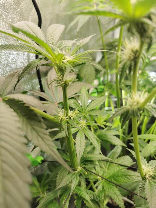 The White Sweet Candy OG / SSSC. Week 7