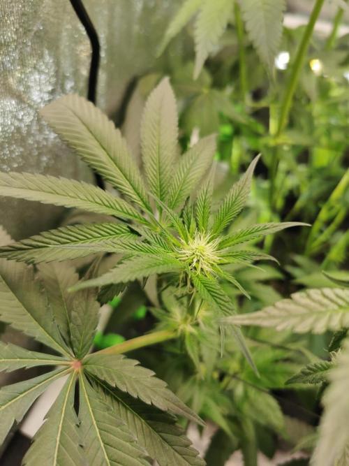 The White Sweet Candy OG / SSSC. Week 7