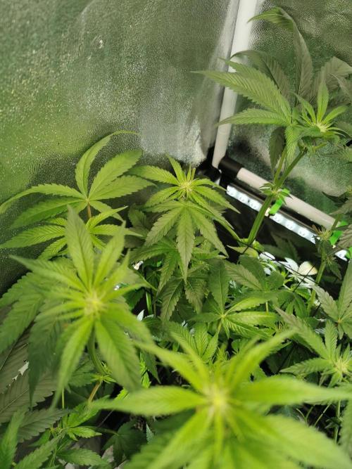 The White Sweet Candy OG / SSSC. Week 7