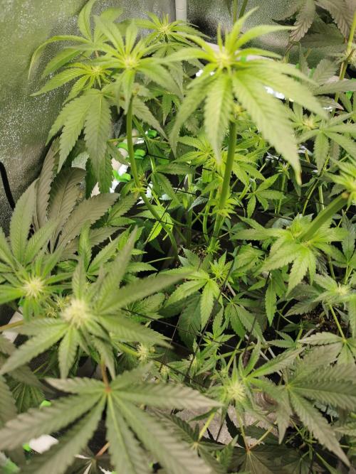 The White Sweet Candy OG / SSSC. Week 7