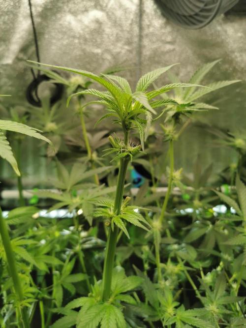 The White Sweet Candy OG / SSSC. Week 7