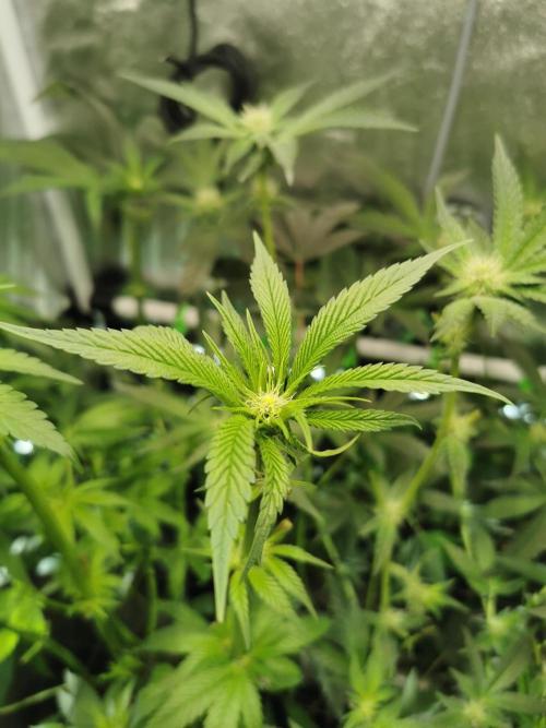 The White Sweet Candy OG / SSSC. Week 7