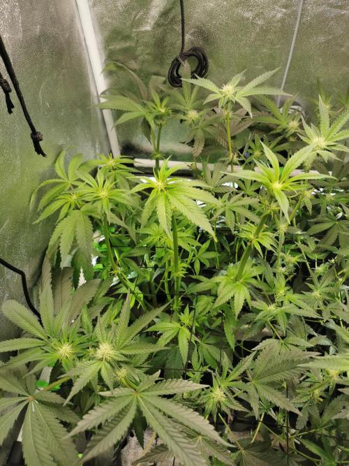 The White Sweet Candy OG . Week 7