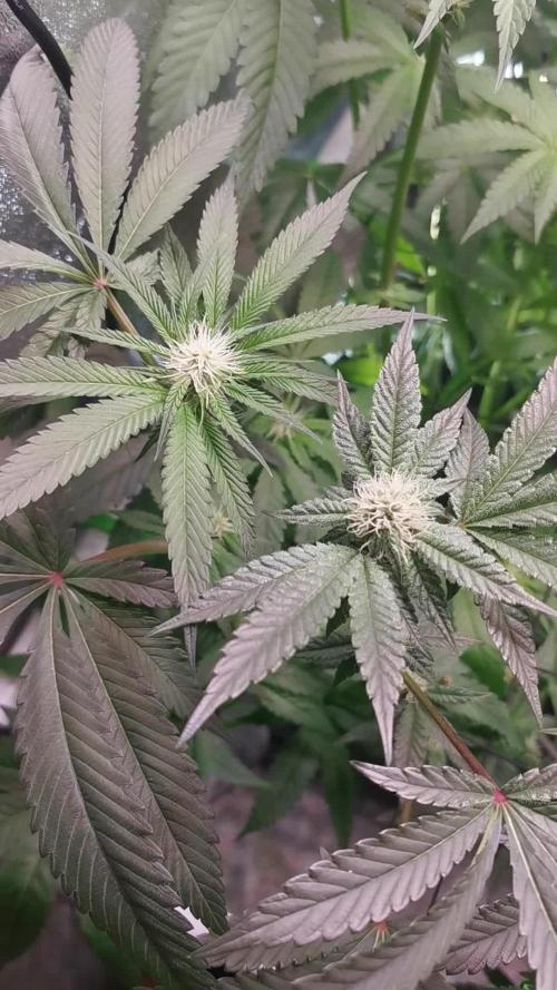 Zkittlez/The Original Z (TerpHogz Cut)