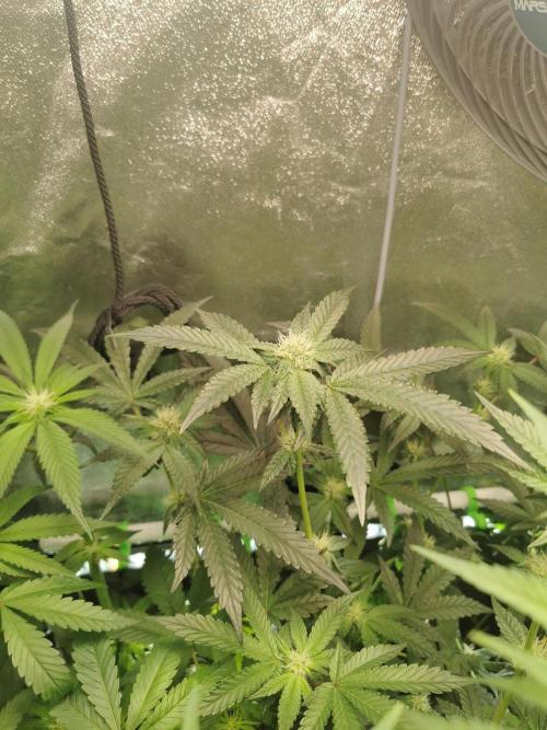 Zkittlez/The Original Z (TerpHogz Cut). Week 8