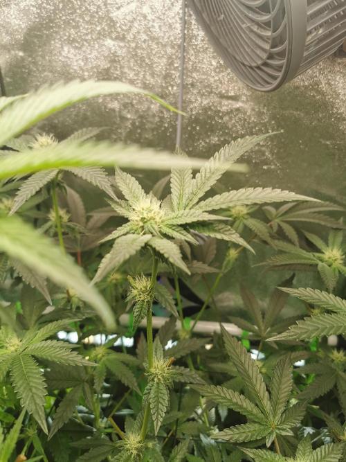Zkittlez/The Original Z (TerpHogz Cut). Week 8