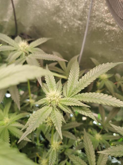 Zkittlez/The Original Z (TerpHogz Cut). Week 8