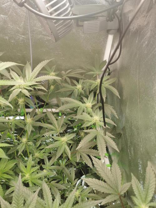 Zkittlez/The Original Z (TerpHogz Cut). Week 8