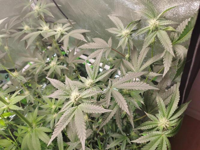 Zkittlez/The Original Z (TerpHogz Cut). Week 8