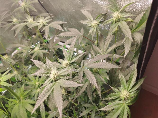 Zkittlez/The Original Z (TerpHogz Cut). Week 8