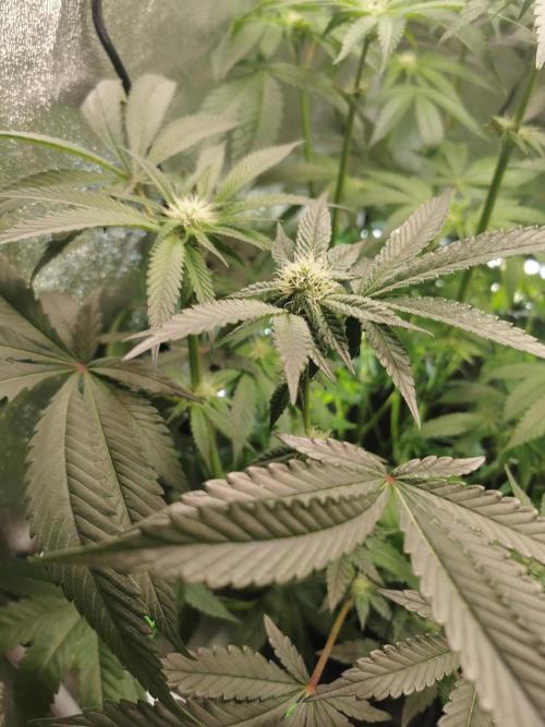 Zkittlez/The Original Z (TerpHogz Cut). Week 8