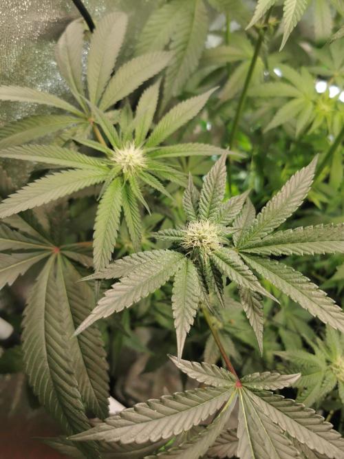 Zkittlez. Week 8